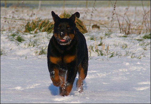 29 biggel en honden 6 dec