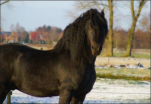 11 wessel en noekie 11 dec