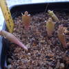 Hoodia triebneri 001 - cactus