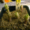 Hoodia officinalis 002a - cactus