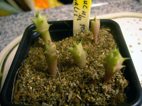 Hoodia officinalis 002a cactus