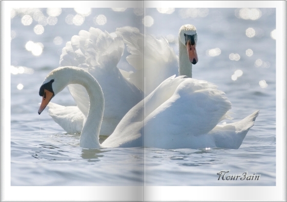zwn paartje-zwanen-in-tegenlicht - 