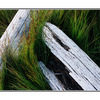 driftwood in green - 35mm photos
