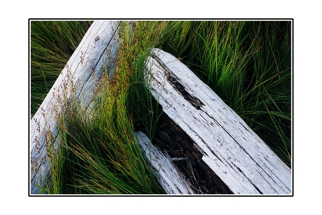 driftwood in green 35mm photos