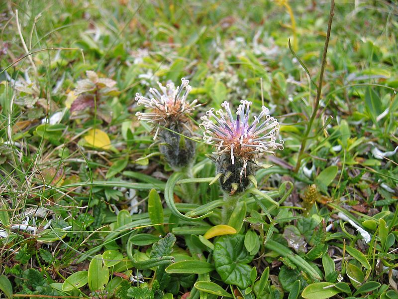 800px-Saussurea pygmaea - 