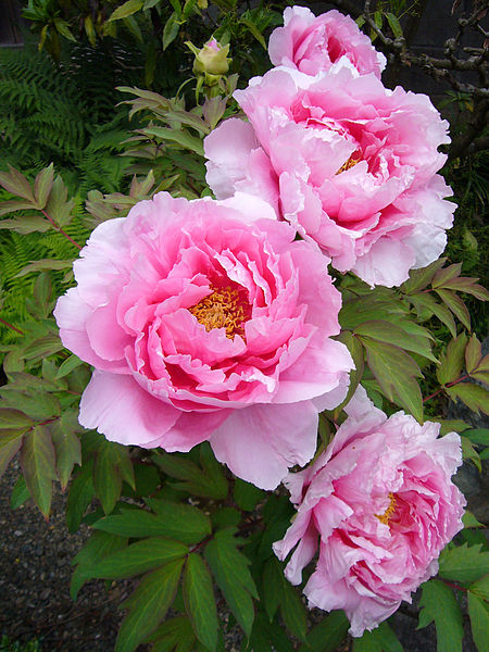 450px-Paeonia suffruticosa01 2048 - 