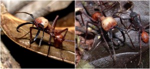 f9198618367adab4ea3440fd8bd4b31c8601e4ac - 