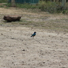 IMG 0219 - Kenya