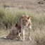 IMG 0574 - Kenya