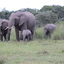 IMG 0746 - Kenya