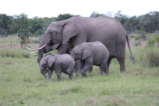 IMG 0751 Kenya