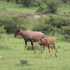 IMG 1595 - Kenya