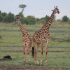 IMG 1845 - Kenya