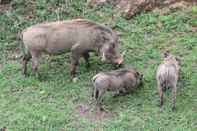 IMG 2029 Kenya