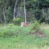 IMG 2039 - Kenya