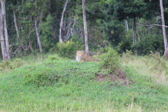 IMG 2039 Kenya