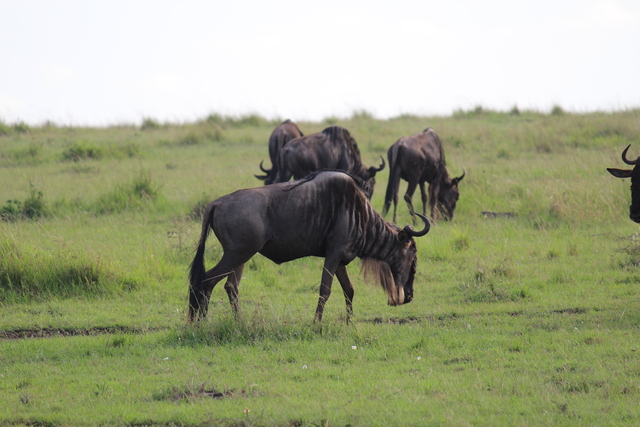 IMG 2059 Kenya