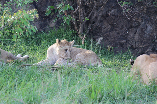 IMG 2068 Kenya