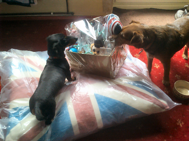 Scamp and Fred investigate the prizes - 