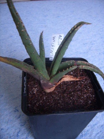 aloe wickensii 001 cactus