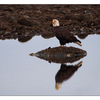 Eagle Reflection - Wildlife