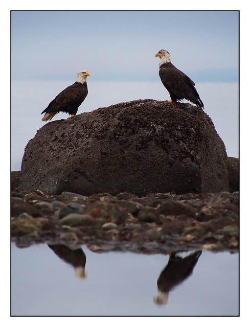 Eagles Reflection Wildlife