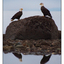 Eagles Reflection - Wildlife