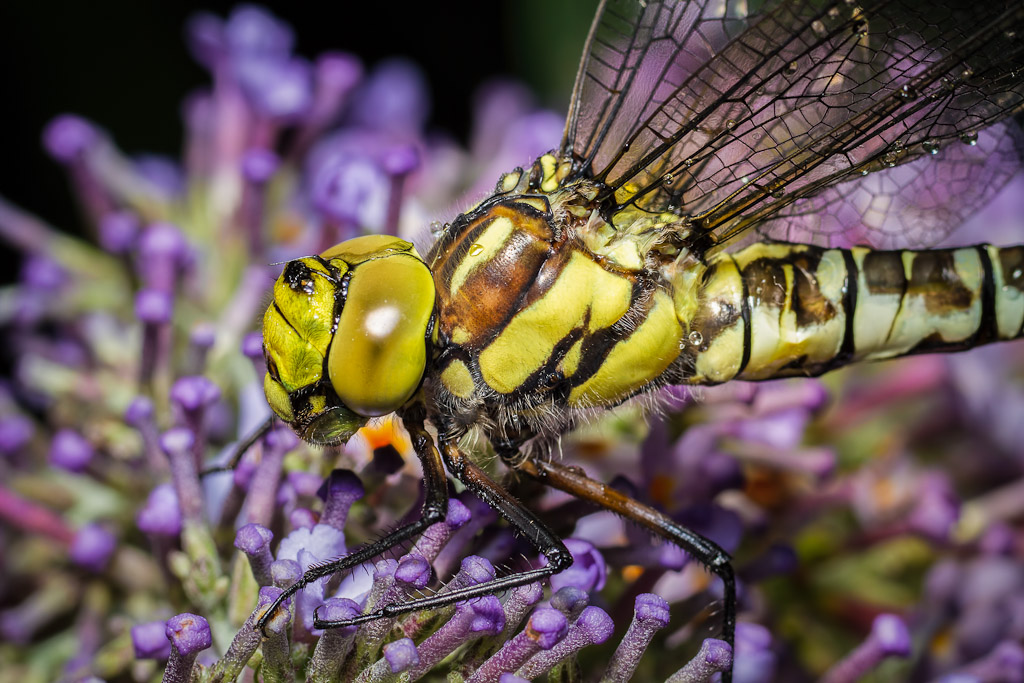 4959 garian2351tweak 1 - 