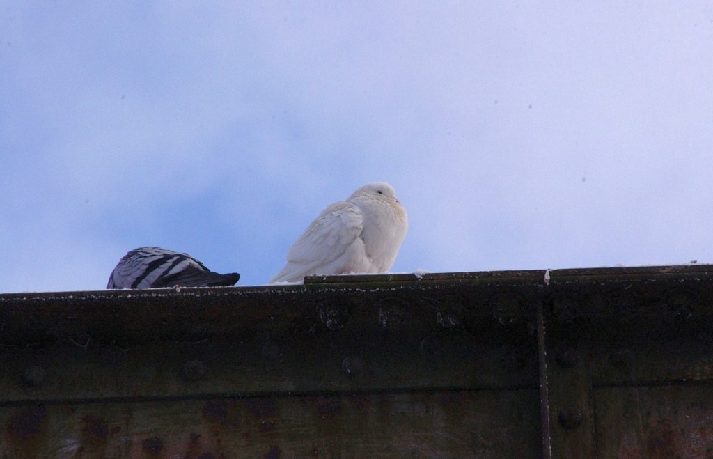 GoÅ‚Ä…b...albinos - 