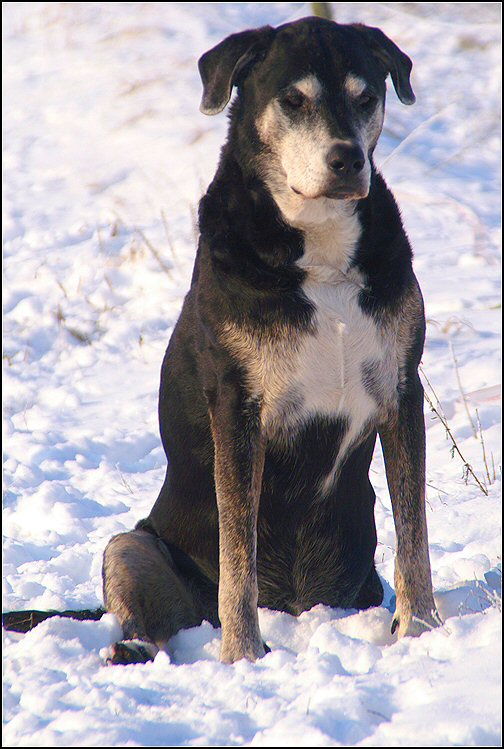 56 - honden sneeuw januari