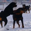 104 - honden sneeuw januari