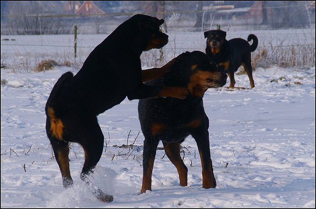104 honden sneeuw januari