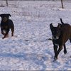 119 - honden sneeuw januari