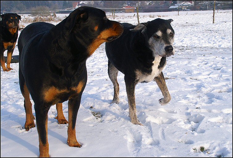 141 - honden sneeuw januari