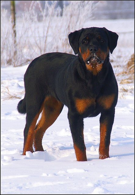 150 honden sneeuw januari