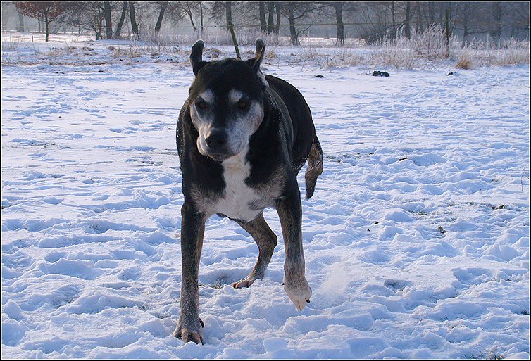 156 - honden sneeuw januari