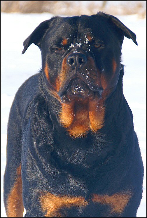 55 - honden sneeuw januari