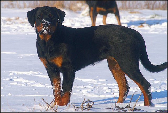 70 honden sneeuw januari