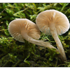 Mushroom Pair - Close-Up Photography