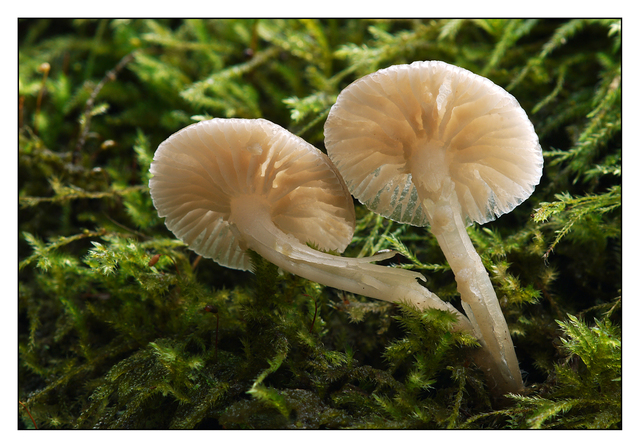 Mushroom Pair Close-Up Photography