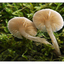 Mushroom Pair - Close-Up Photography