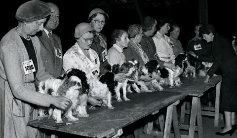 Crufts-1957 - 