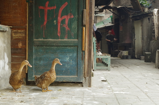  Chongqing ï¼ˆé‡åº†ï¼‰