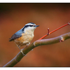 Red-breasted Nuthatch - Wildlife
