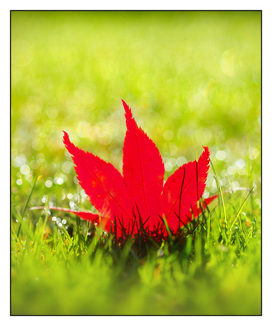 Maple in the Grass Close-Up Photography