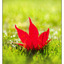 Maple in the Grass - Close-Up Photography