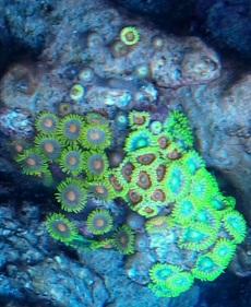 IMG 20130217 175440 - 