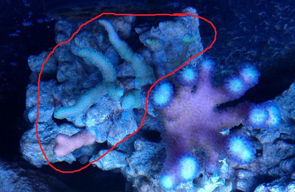 IMG 20130217 175617 - 