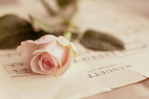 bouquet-classy-cute-flower-flowers-Favim - 