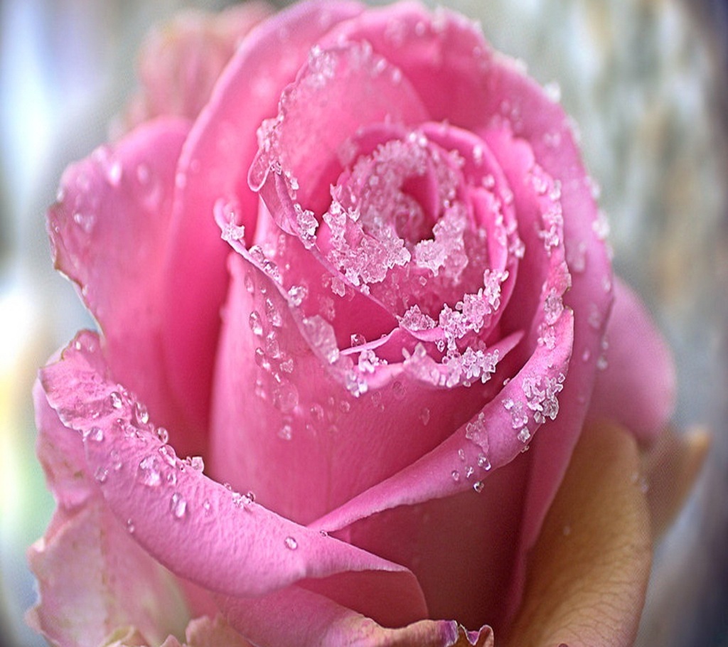 pink rose(1) - 